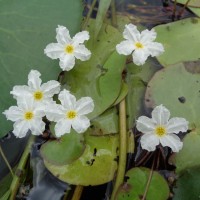 Nymphoides hydrophylla (Lour.) Kuntze